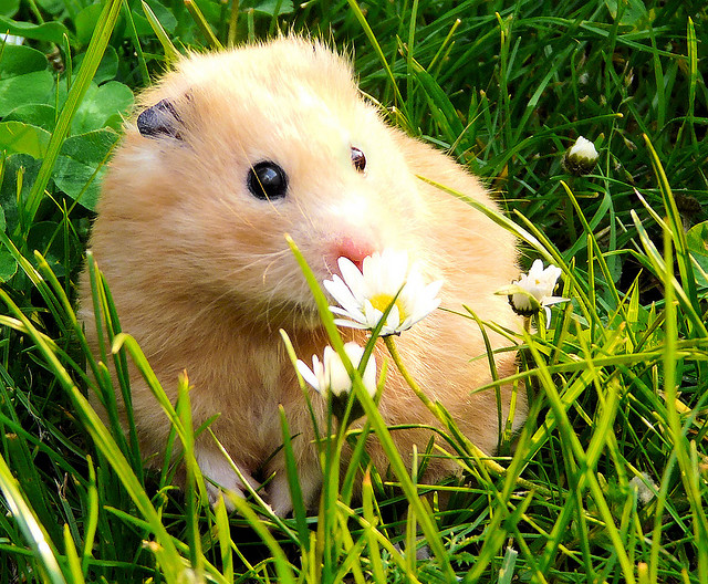 El rincon de la Ratoncilla: Hamster