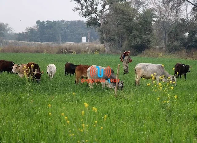 गाजीपुर जिले में आवारा पशुओं के आतंक से किसान परेशान हैं.