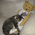 ANTIQUE TEDDY BEARS LOVE THEIR KITTIES