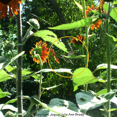 hummingbird in my sunflower garden