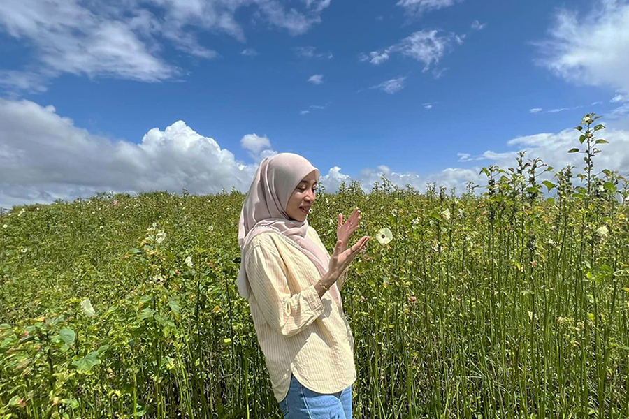 Ladang Kenaf Chuping, tempat menarik di Perlis, bunga kenaf,