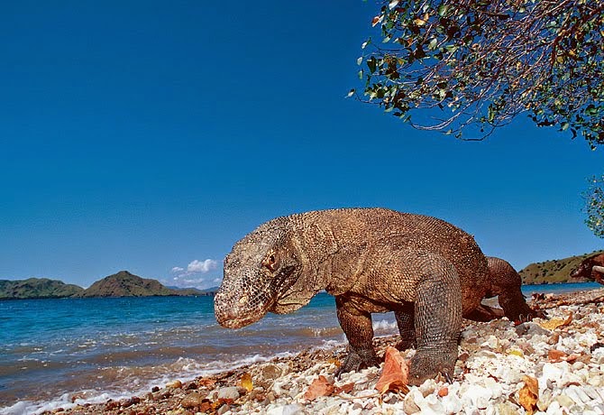 Pariwisata, Indonesia, Pulau, Komodo