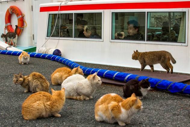 A Japanese-occupied island of cats where the number of cats six times the population of the island