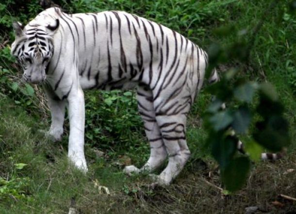 Harimau Putih Serang Penjaga Kebun Binatang Jepang Hingga Tewas