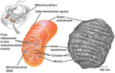 Biologi Kelas XI Sel Prokariotik