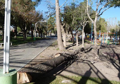 Viento: Madrugada con ráfagas de hasta 130 km/hr en Cutral Có