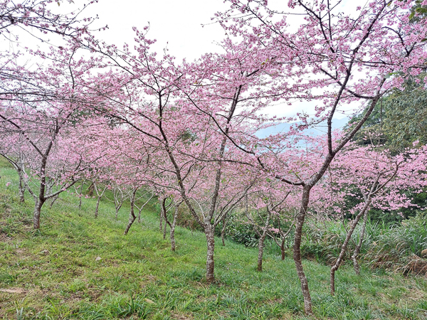 高雄桃源寶山二集團櫻花公園(38甲櫻花公園)，高雄首選賞櫻勝地