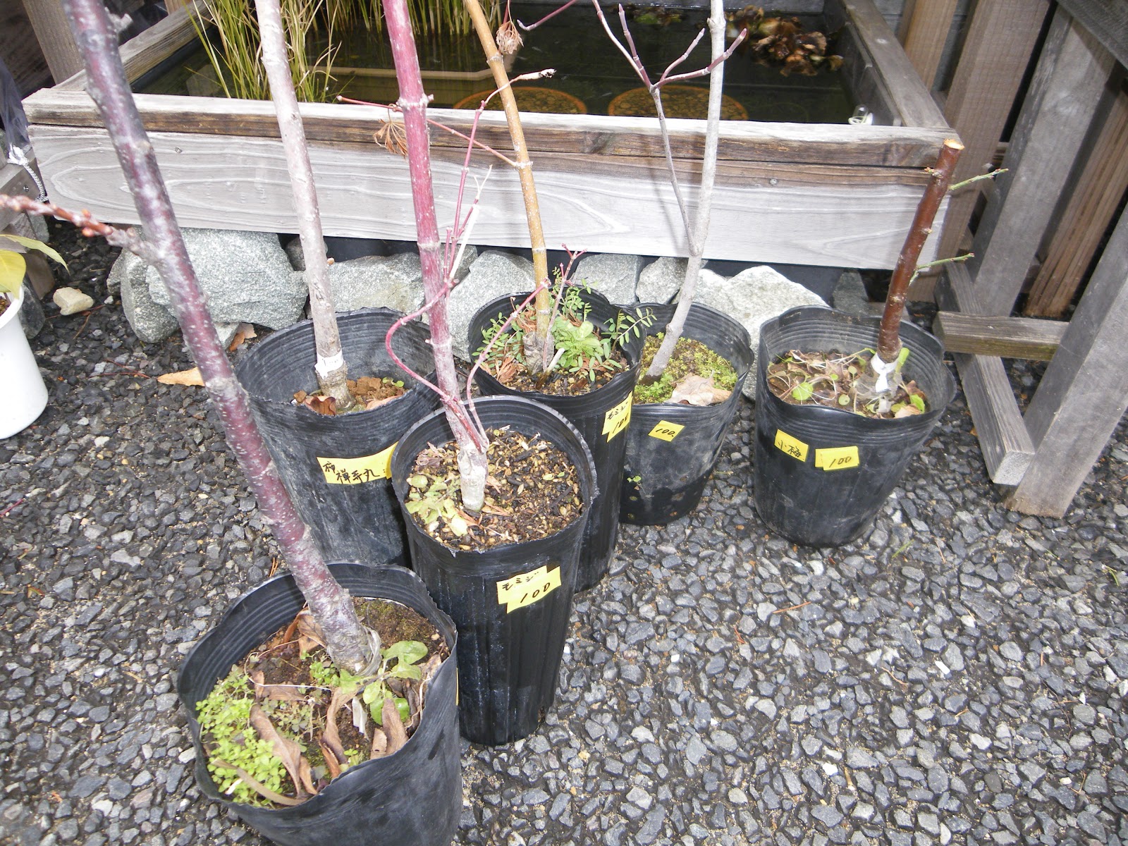 梅の育て方 梅の苗木を鉢植えにして花を楽しむ メダカの大工