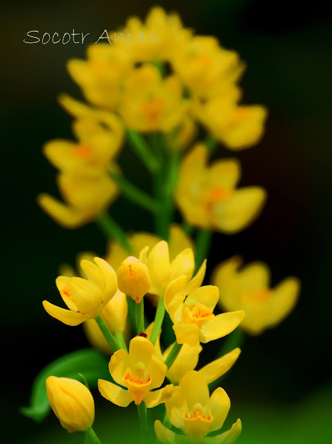 Cephalanthera falcata