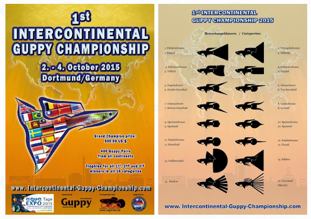 premier-championnat-intercontinental-de-guppy-2015