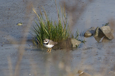 Bûnte Wilster - Bontbekplevier - Charadrius hiaticula