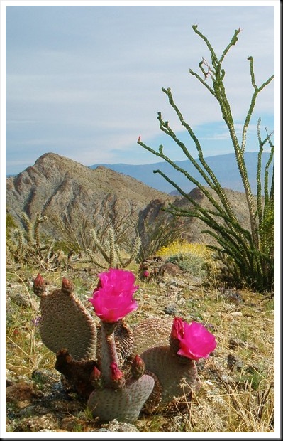 Desert In Bloom