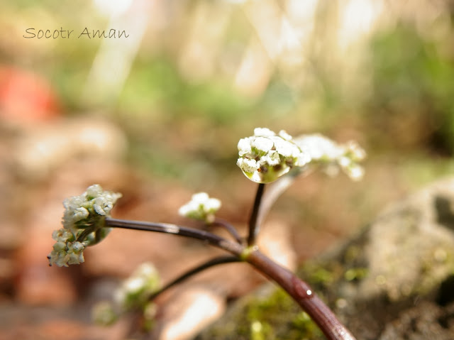 Chamaele decumbens