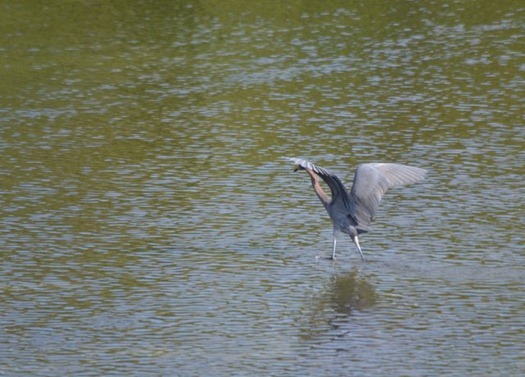 Rose-Colored Heron hunting