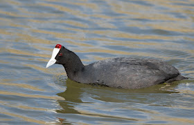 Red-knobbed Coot - S’Albufera Natural Park, Mallorca