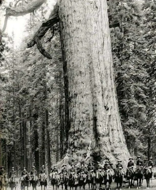 US cavalry soldiers in front of a tree called Grizzly Giant, 1900.