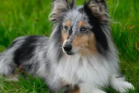 Shetland sheepdog