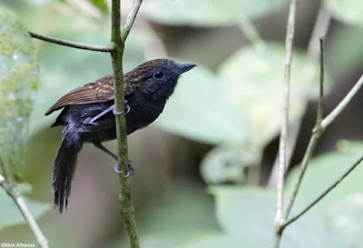 Spiny-faced Antshrike