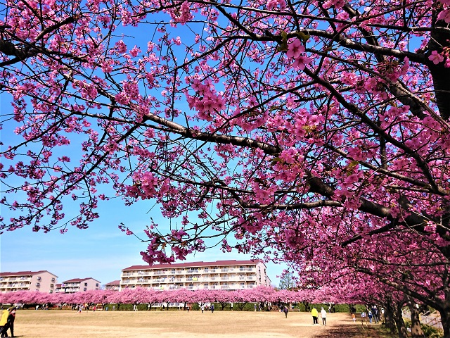 西志津スポーツ等多目的広場　河津桜