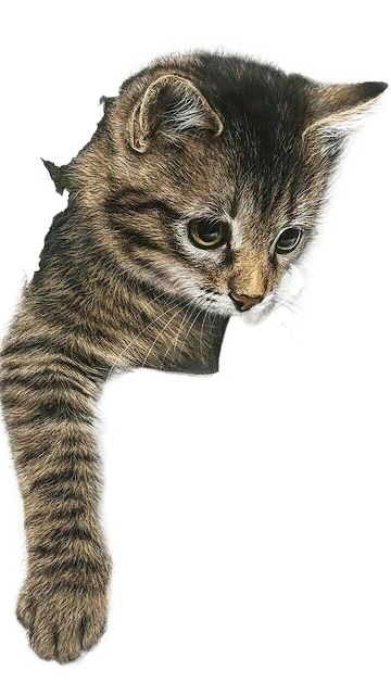 "kucing bengal" "kucing hutan" "kucing persia" "kucing anggora" "kucing lucu" "kucing maine coon" "kucing himalaya" "kucing munchkin" "kucing hamil berapa bulan" "kucing persia harga" "nama kucing" "umur kucing" "jenis kucing" "gambar kucing" "nama kucing jantan" "nama kucing betina" "nama kucing nabi" "makanan kucing" "nama kucing lucu" "suara kucing" "kucing kampung" "kucing persia" "kucing berasal dari" "kucing anggora" "ciri ciri kucing" "filum kucing" "kingdom kucing" "klasifikasi kucing"