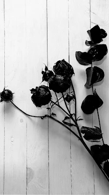 Gambar bunga mawar hitam