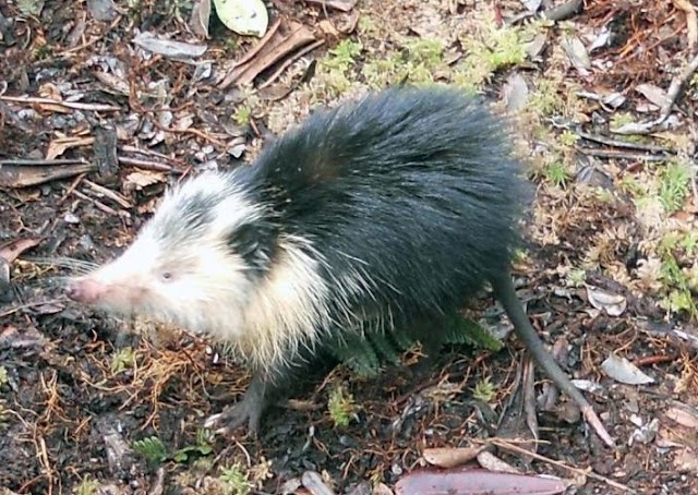 Solenodonte de Cuba, mamífero venenoso e fóssil vivo que resiste a extinção