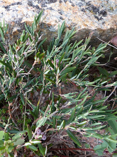 Andromède à feuilles glauques - Andromeda glaucophylla