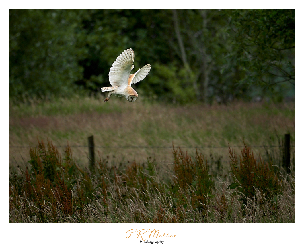 Barn Owl hover