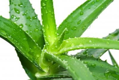 Candie S Natural Hairnamix Aloe Vera Plant The Answer To My