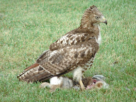 [Red-tailed Hawk feeding on a rabbit carcass]