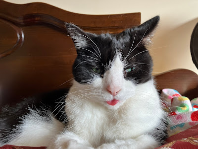 black and white cat with tongue sticking out