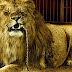 Állat, cirkuszi oroszlán - Facebook borítókép