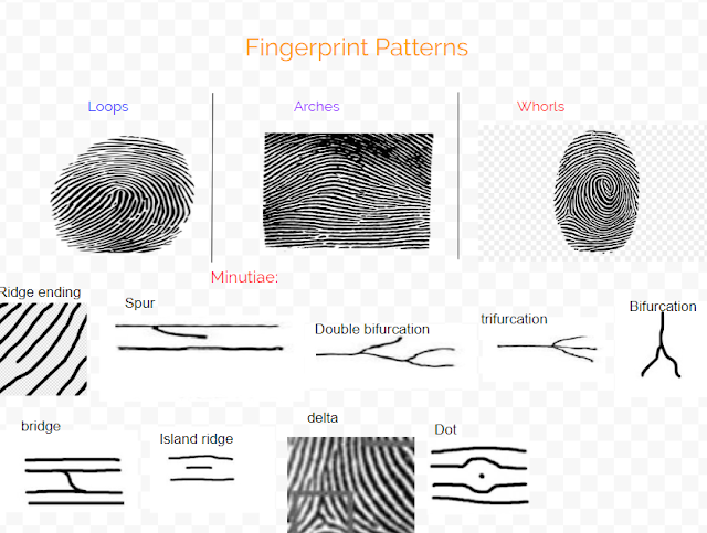 Gambar ini menunjukkan diagram dari berbagai jenis pola sidik jari, termasuk loop, arch, dan whorl.
