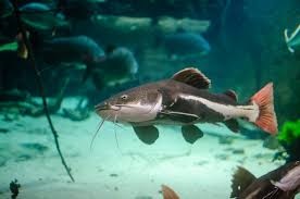 catfish predator air tawar