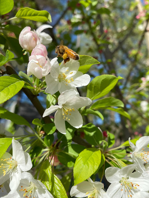 scout bees,UV-blue entrance,bee,swarm trap,Thomas D. Seeley,swarm lure,spring,crabapple,trees atlanta,