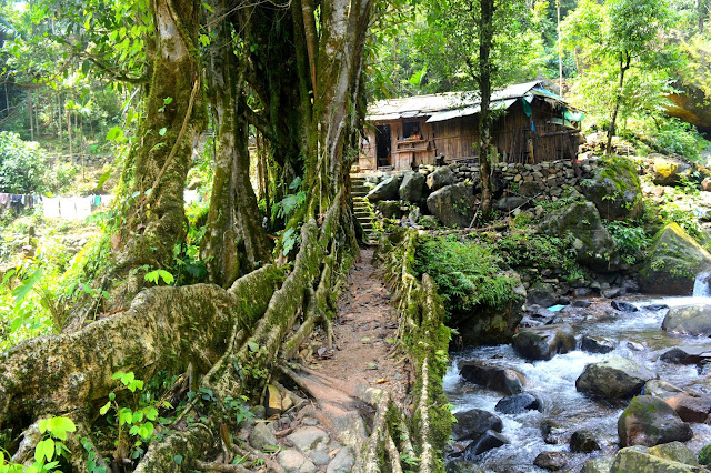 Living Root Bridge