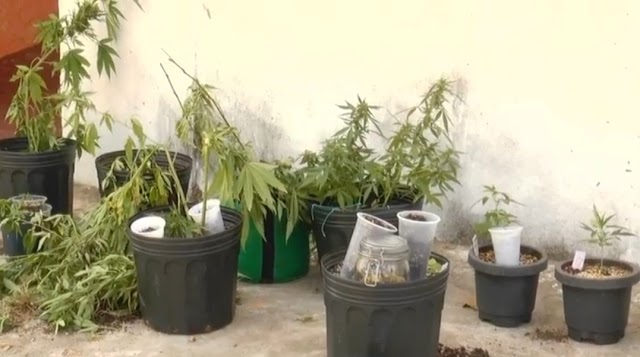 Polícia Militar flagra plantação de maconha em Parnaíba; cinegrafista é agredido