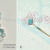 Fascitis necrotizante causada por Apophysomyces variabilis en un paciente inmunocompetente