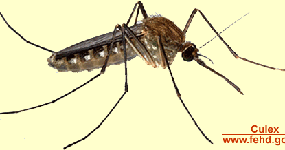 Nyamuk Culex sp Nyamuk Culex sp Nyamuk Culex sp Nyamuk Culex sp