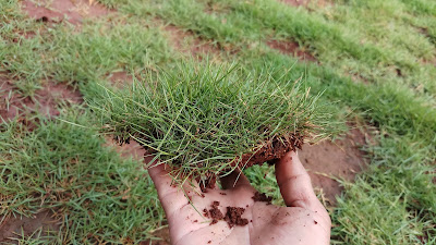 Jual Rumput Jepang di Pakan Sari  Pemda Cibinong - SuryaTaman