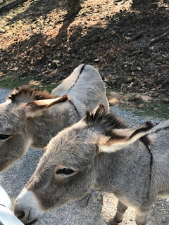 Donkey at Arbuckle Wilderness in Oklahoma