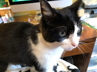 black and white cat on lap