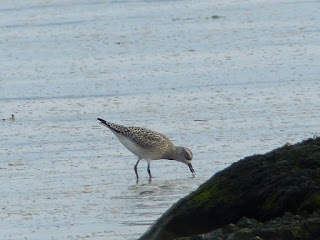 Oiseaux de rivage de l'Isle aux Coudres