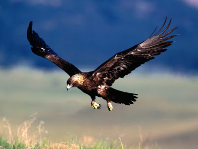 Eagle Standard Resolution Wallpaper 39