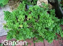 多肉品種 心葉冰花 花蔓草 園藝部落格 Igarden 花寶愛花園園藝文摘plus