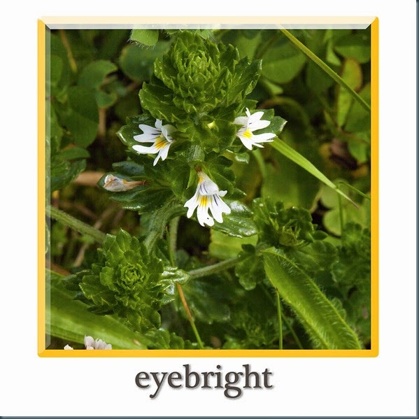 eyebright