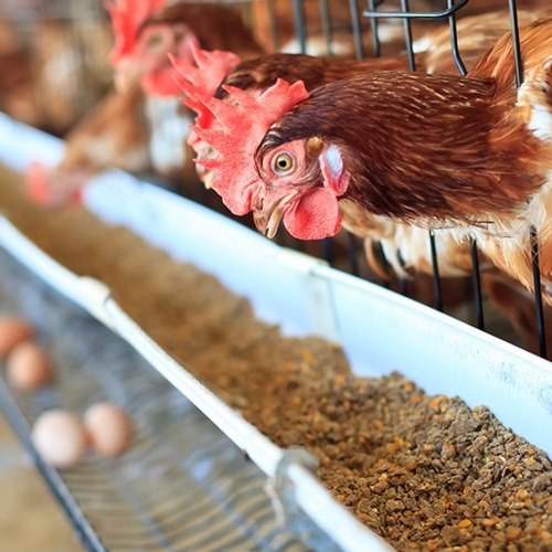 ما هي أهمية التغذية الحيوانية في الإنتاج الحيواني؟