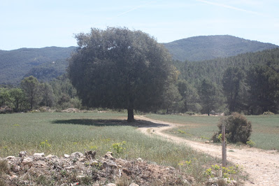 CASTELLS DEL GAIÀ SANTA PERPÈTUA DE GAIÀ-VALLESPINOSA-CASTELL DE SABURELLA-QUEROL, alzina al Camí de Cal Baldric