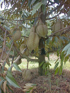 Cara Menanam Durian yang Tepat