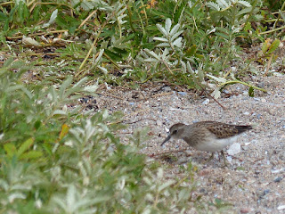 Bécasseau minuscule - Calidris minutilla